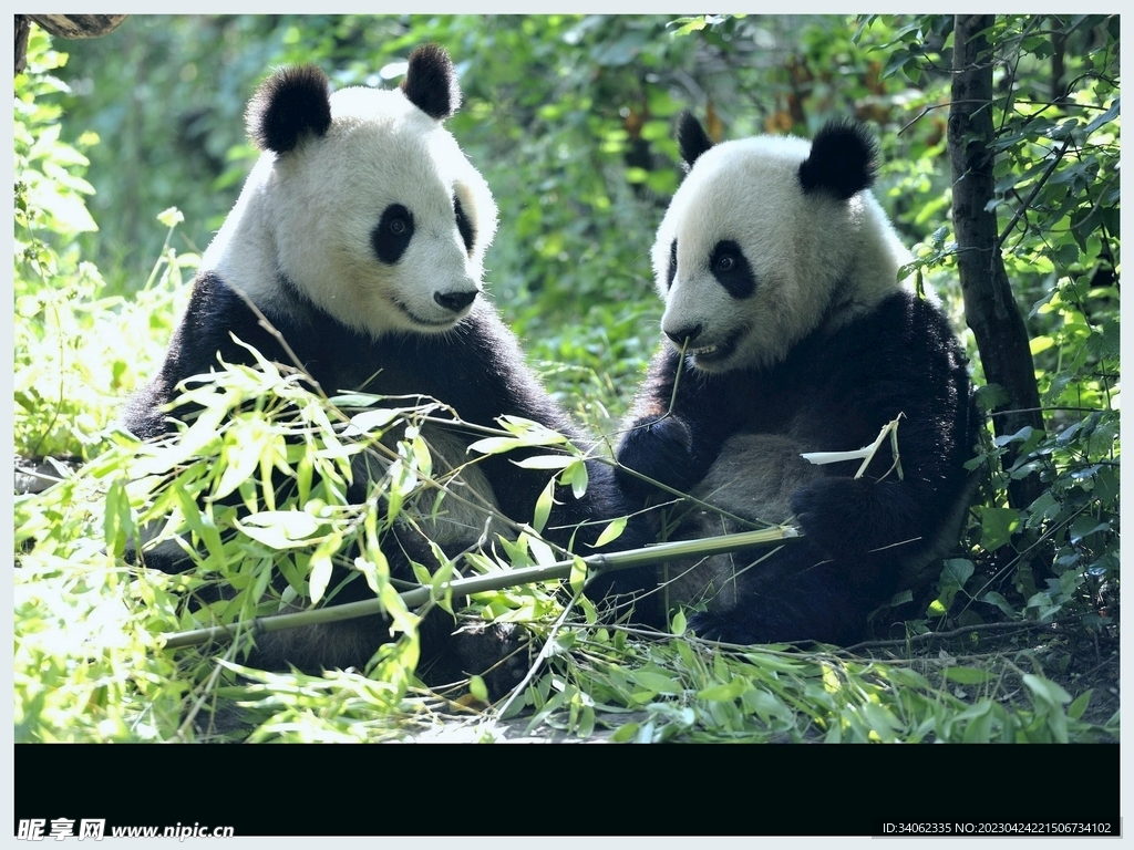 熊猫panda图片