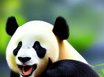 熊猫图片