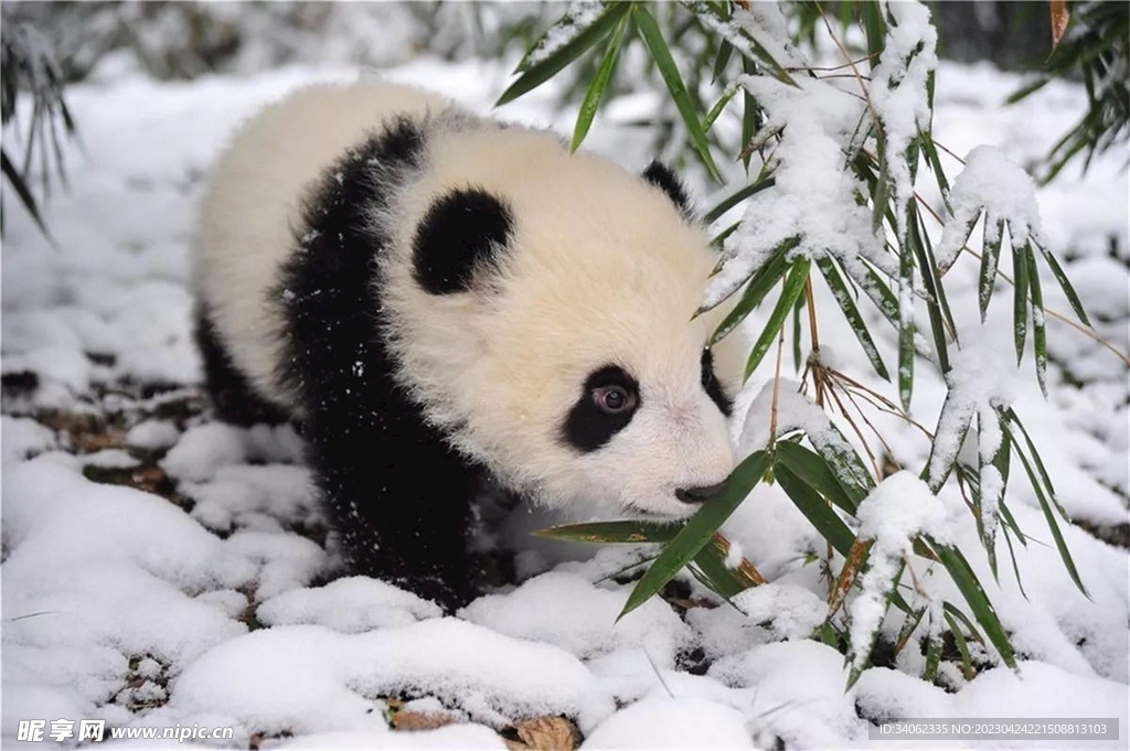 熊猫panda图片