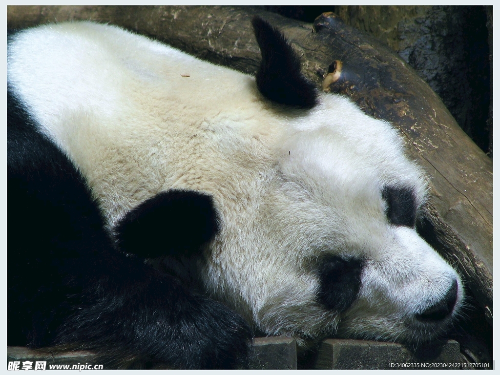 熊猫panda图片