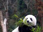 熊猫panda图片