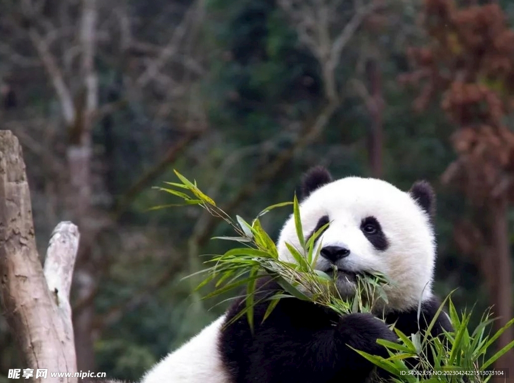 熊猫panda图片