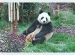 熊猫panda图片