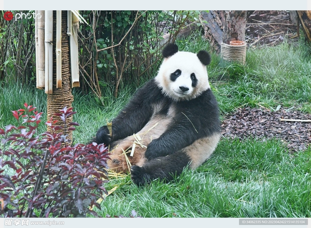 熊猫panda图片