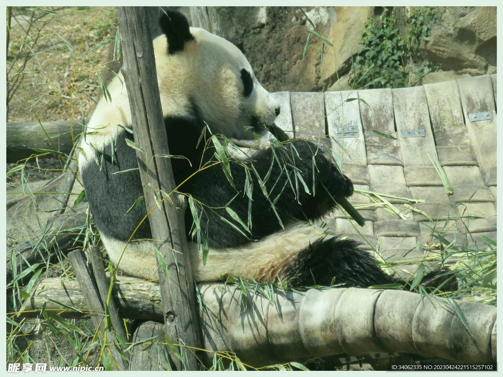 熊猫图片素材