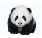 熊猫panda图片