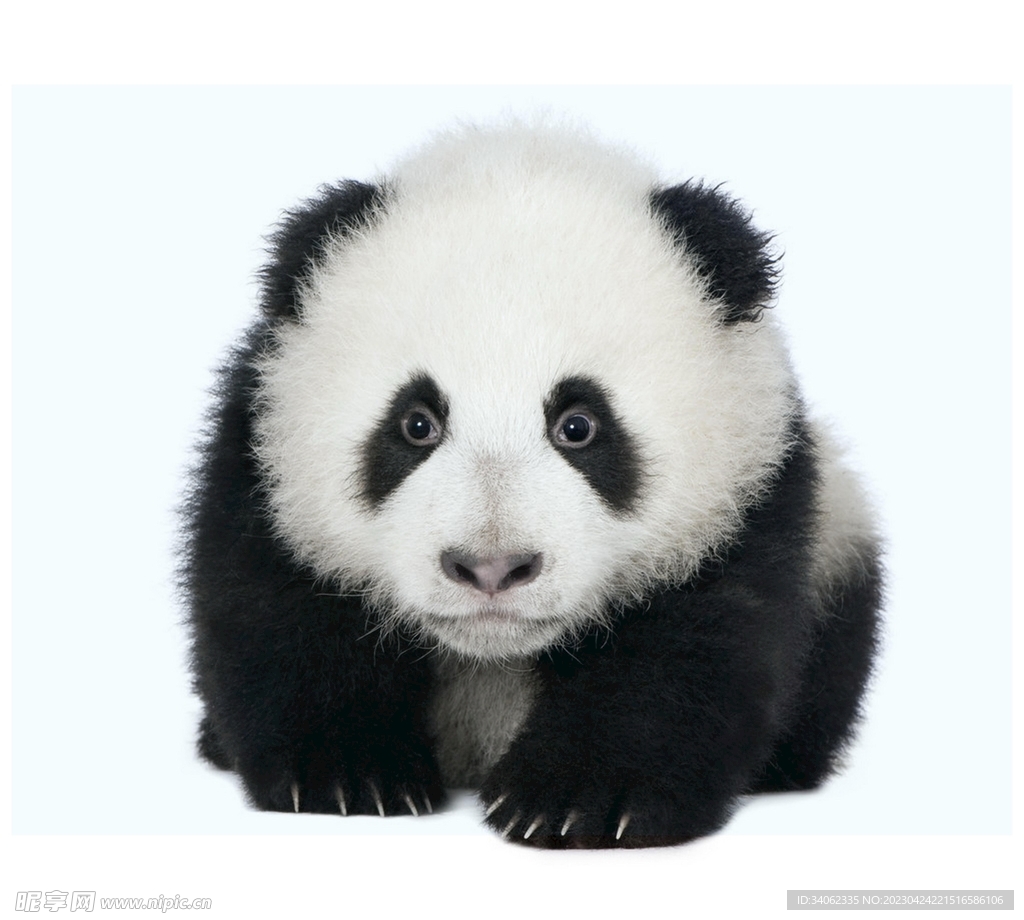 熊猫panda图片