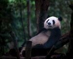 熊猫图片素材