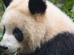 熊猫panda图片