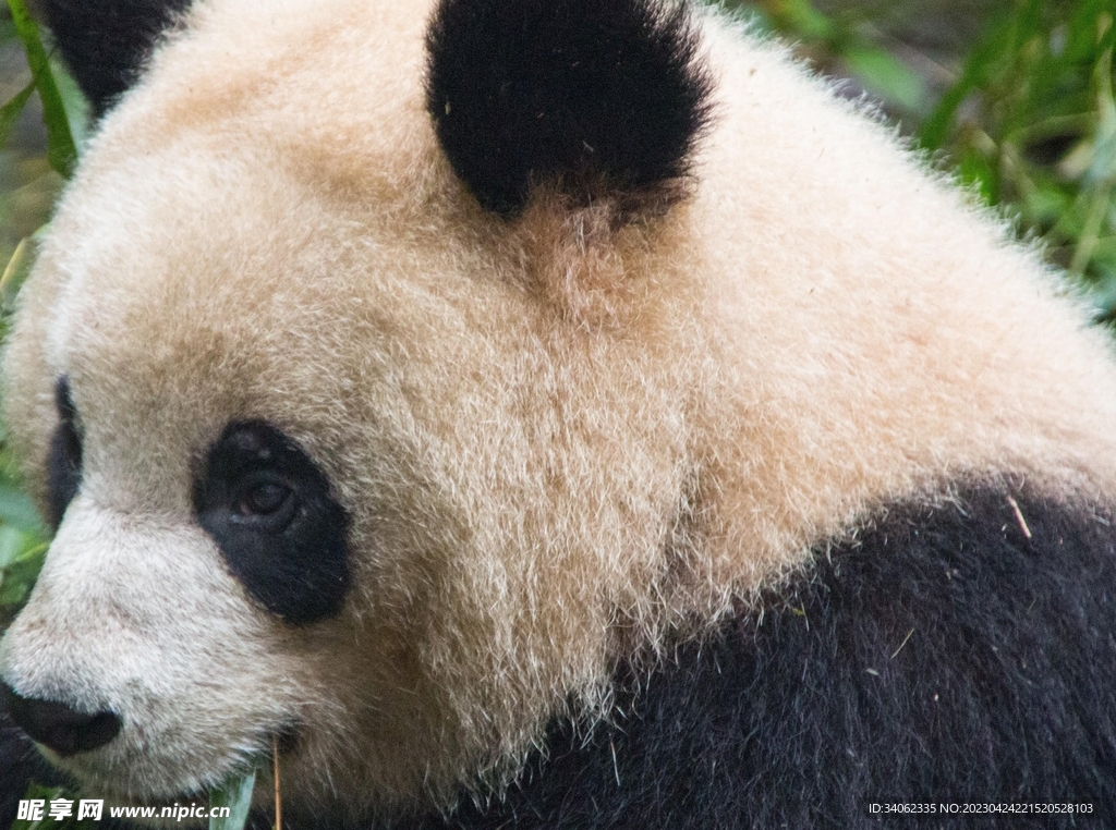 熊猫panda图片
