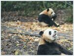 熊猫图片