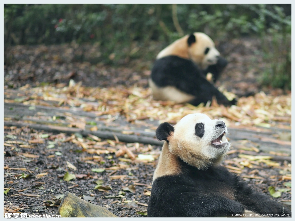 熊猫图片