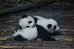 熊猫图片