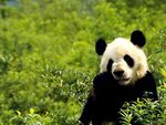 熊猫panda图片