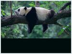 熊猫panda图片
