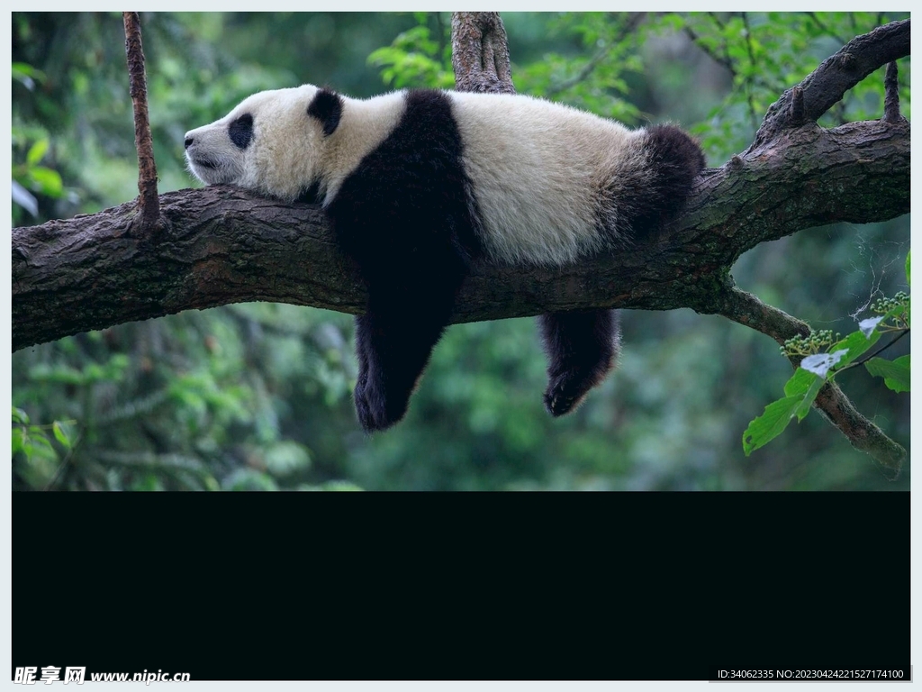 熊猫panda图片