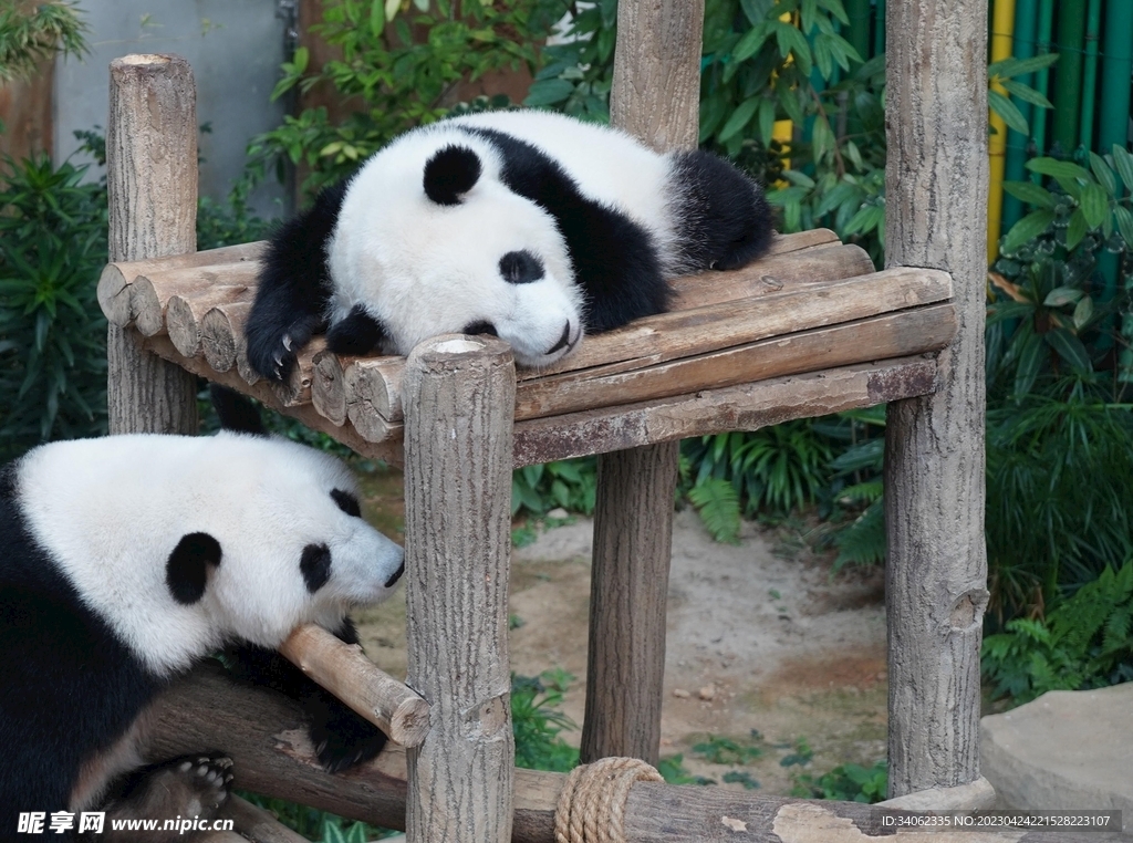 熊猫panda图片