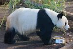熊猫panda图片