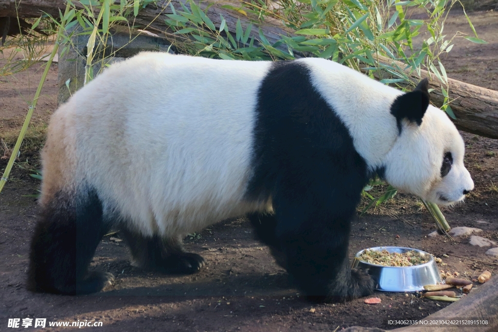熊猫panda图片