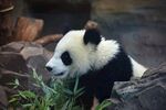 熊猫图片