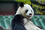 熊猫图片
