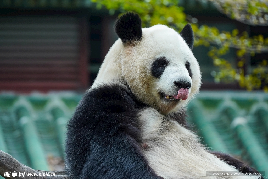 熊猫图片