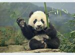 熊猫panda图片