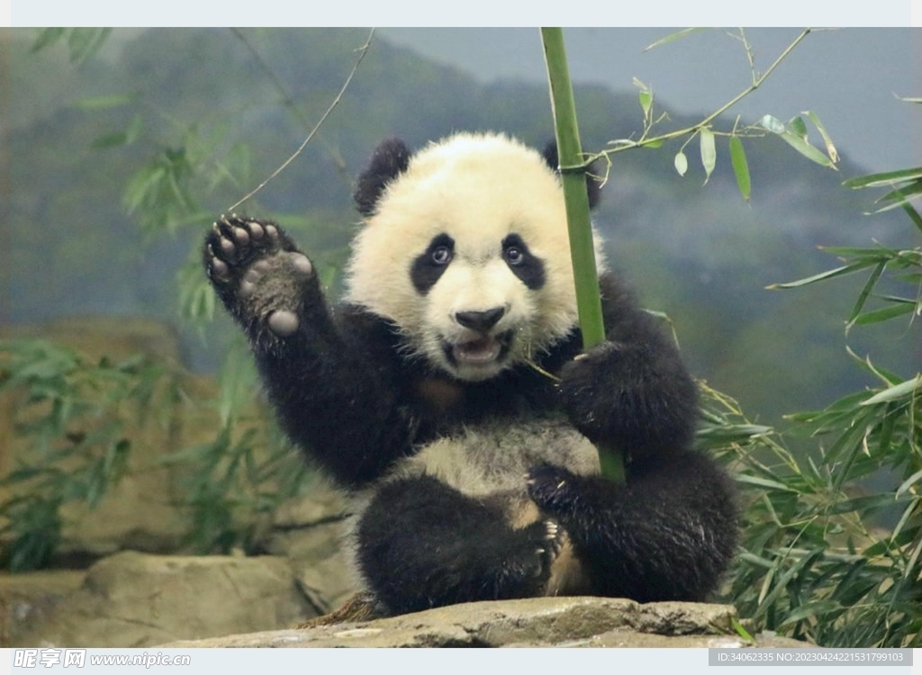 熊猫panda图片