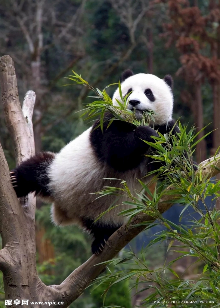 熊猫图片