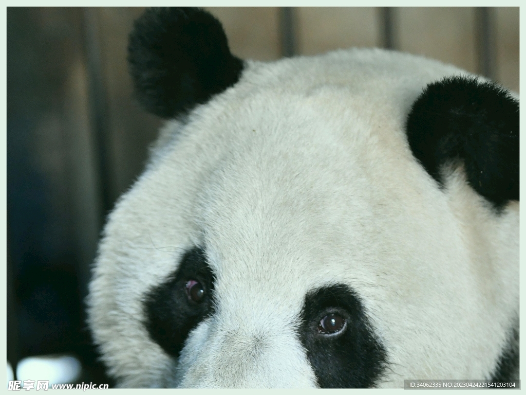 熊猫panda图片