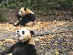 熊猫图片