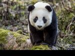 熊猫图片