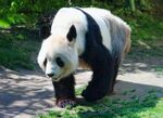 熊猫panda图片