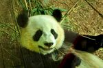 熊猫图片