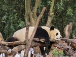 熊猫panda图片
