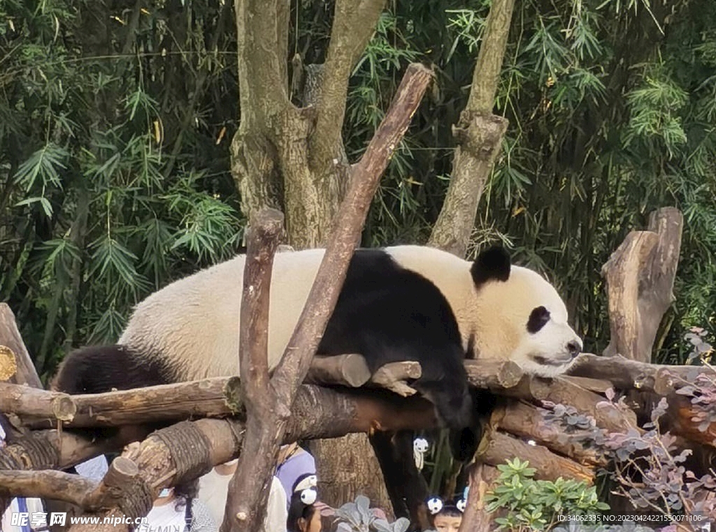 熊猫panda图片摄影图__野生动物_生物世界_摄影图库_昵图网nipic.com