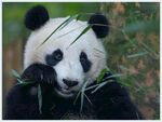 熊猫panda图片