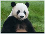 熊猫panda图片