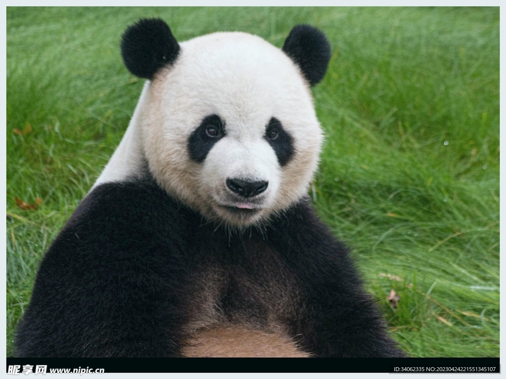 熊猫panda图片