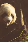熊猫panda图片