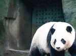 熊猫图片