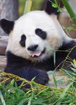熊猫图片