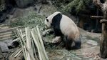 熊猫panda图片
