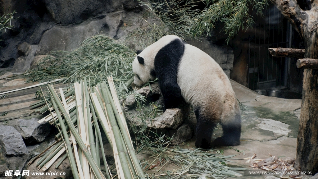 熊猫panda图片