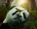 熊猫panda图片