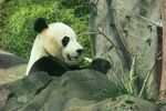 熊猫panda图片