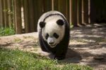 熊猫panda图片