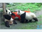 熊猫panda图片
