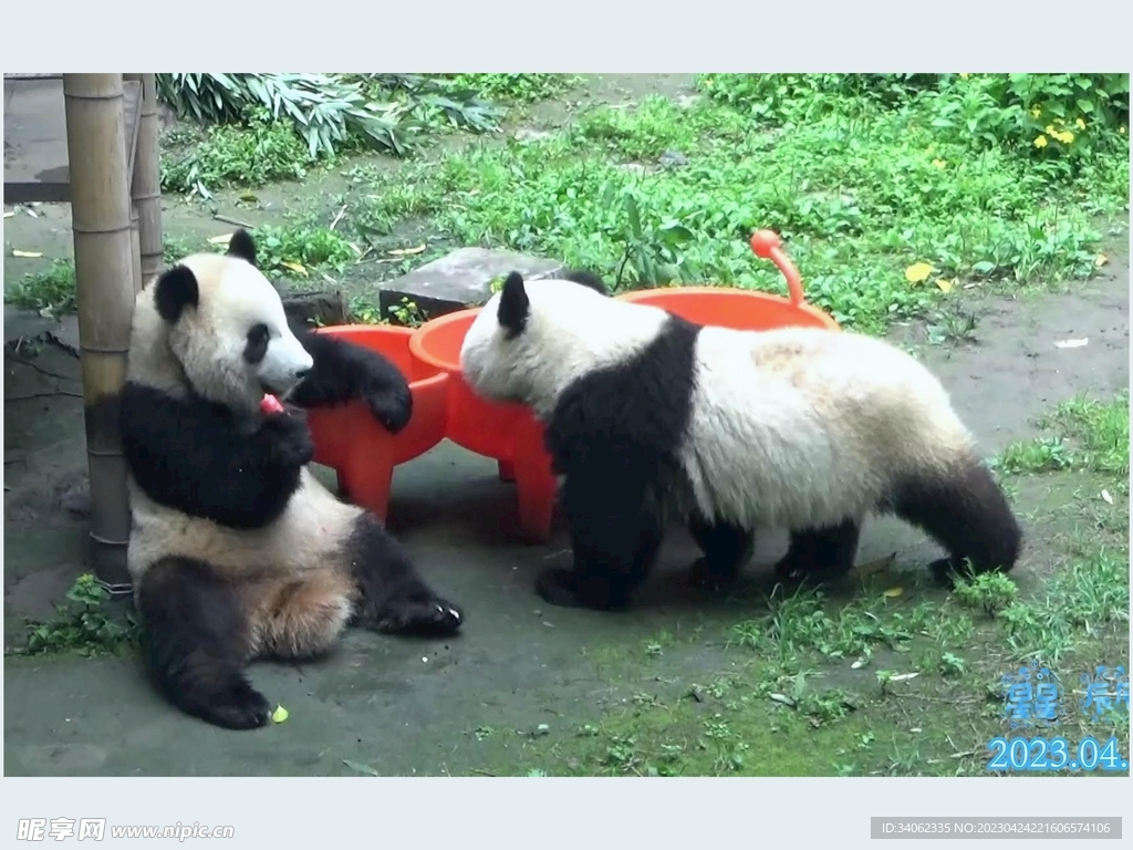 熊猫panda图片