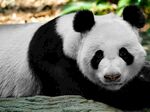 熊猫panda图片